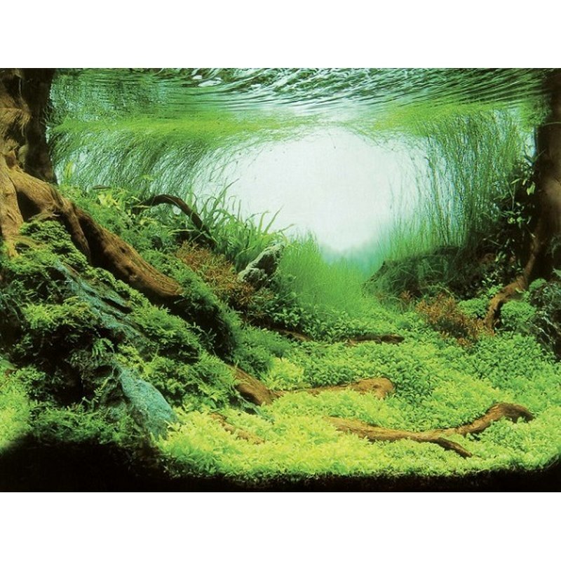 Aquarien-Hintergrund 100x50 cm - GarnelenTv-Shop