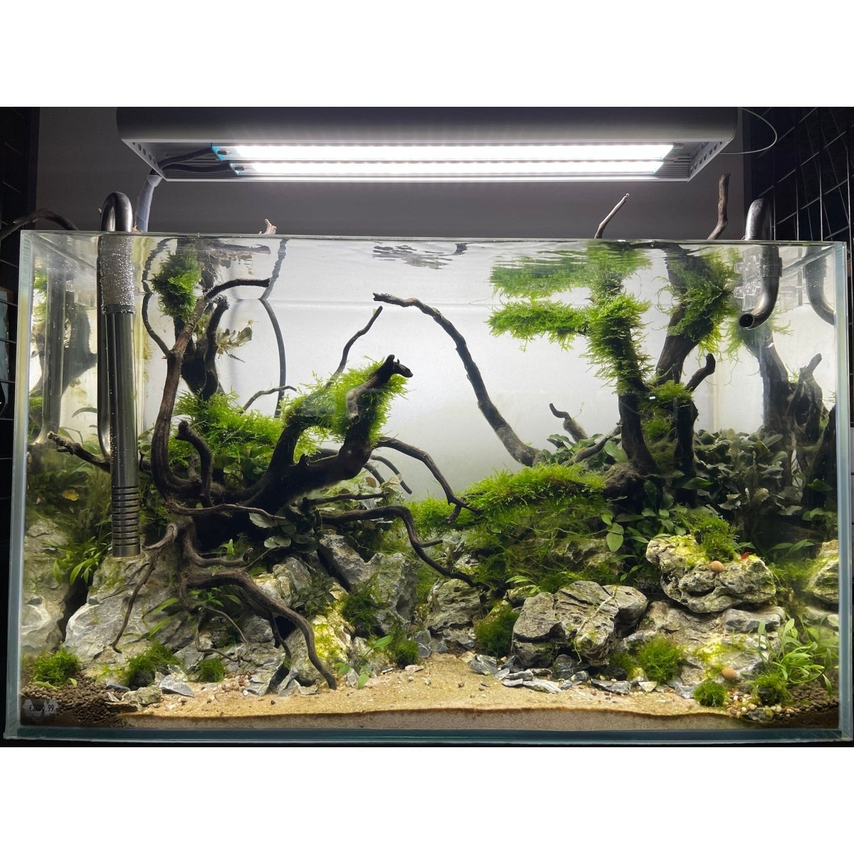 Aquarienpflege - GarnelenTv-Shop

Aquarienpflege Wasserwechsel und Rückschnitt
