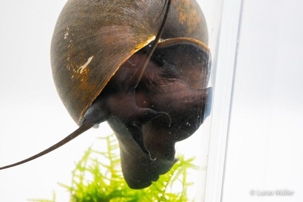 Pilla ampullacea, Asiatische Apfelschnecke auf Pflanzen


