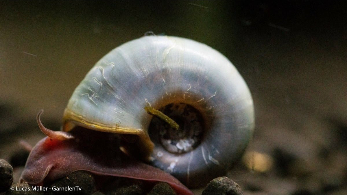 Nahaufnahme der Avatar Posthornschnecke