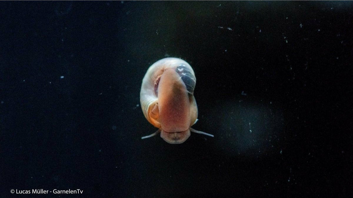 Avatar Posthornschnecke in einem Süßwasseraquarium