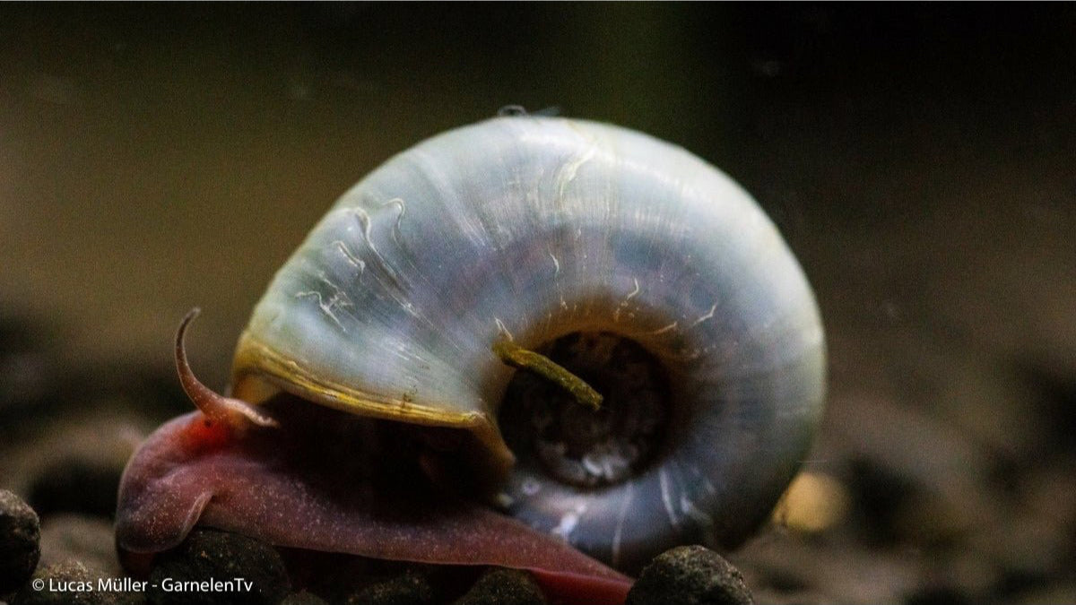 Avatar Posthornschnecke - Planorbella duryi duryi (Blaue PHS DNZ) - GarnelenTv-Shop

Avatar Posthornschnecke im Aquarium

