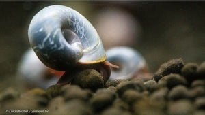Blaue PHS auf Algenbelag im Aquarium
