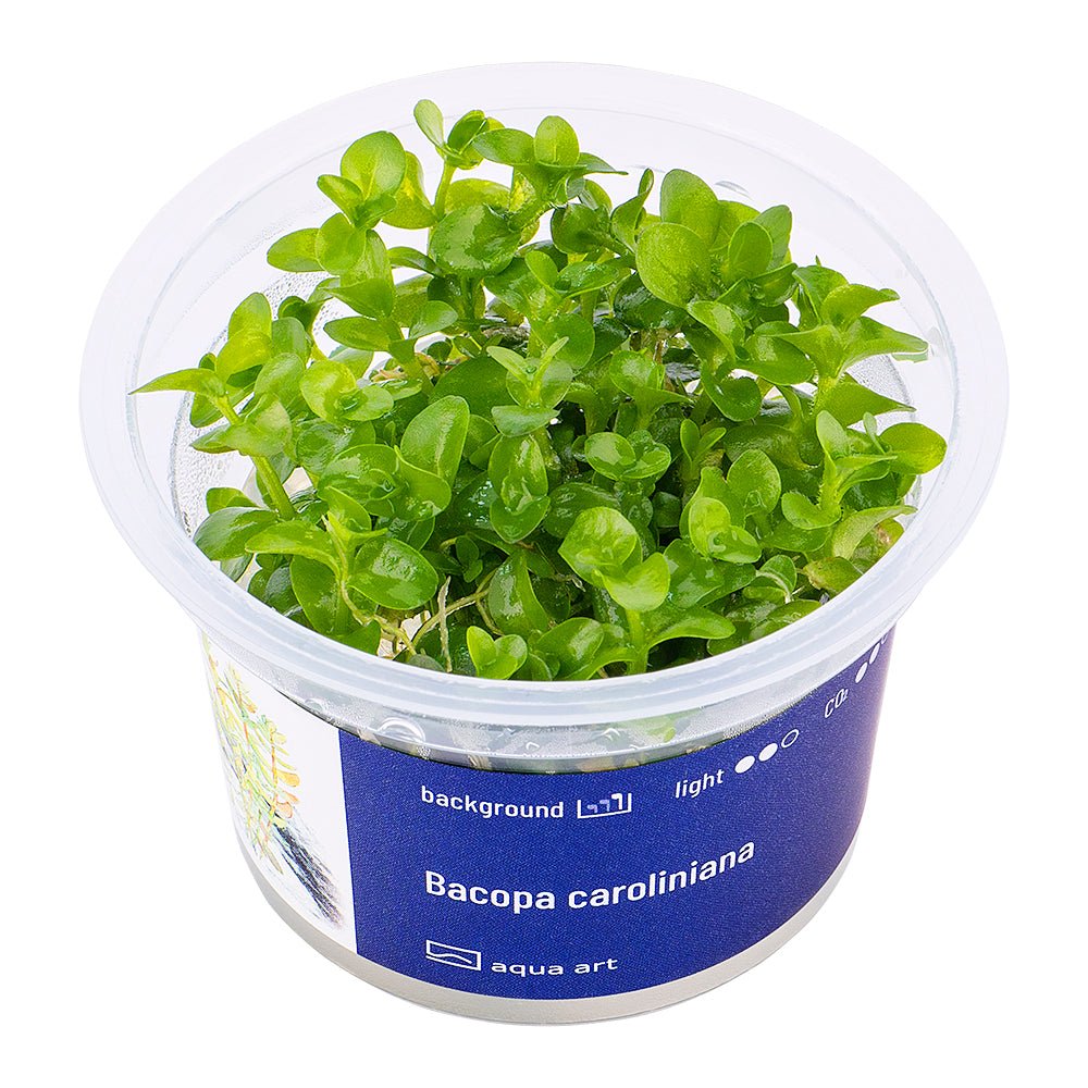 Bacopa caroliniana - InVitro - GarnelenTv-Shop

Bacopa caroliniana InVitro im Aquarium
