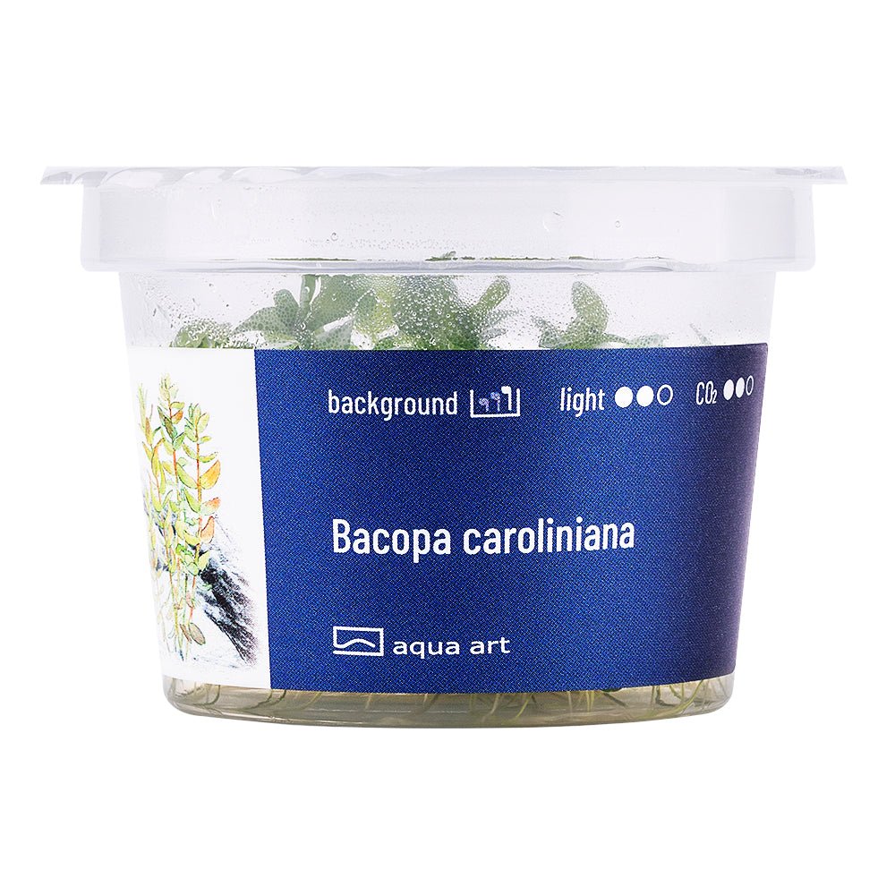 Bacopa caroliniana - InVitro - GarnelenTv-Shop

Langsame wachsende Bacopa caroliniana Pflanze im Aquarium

