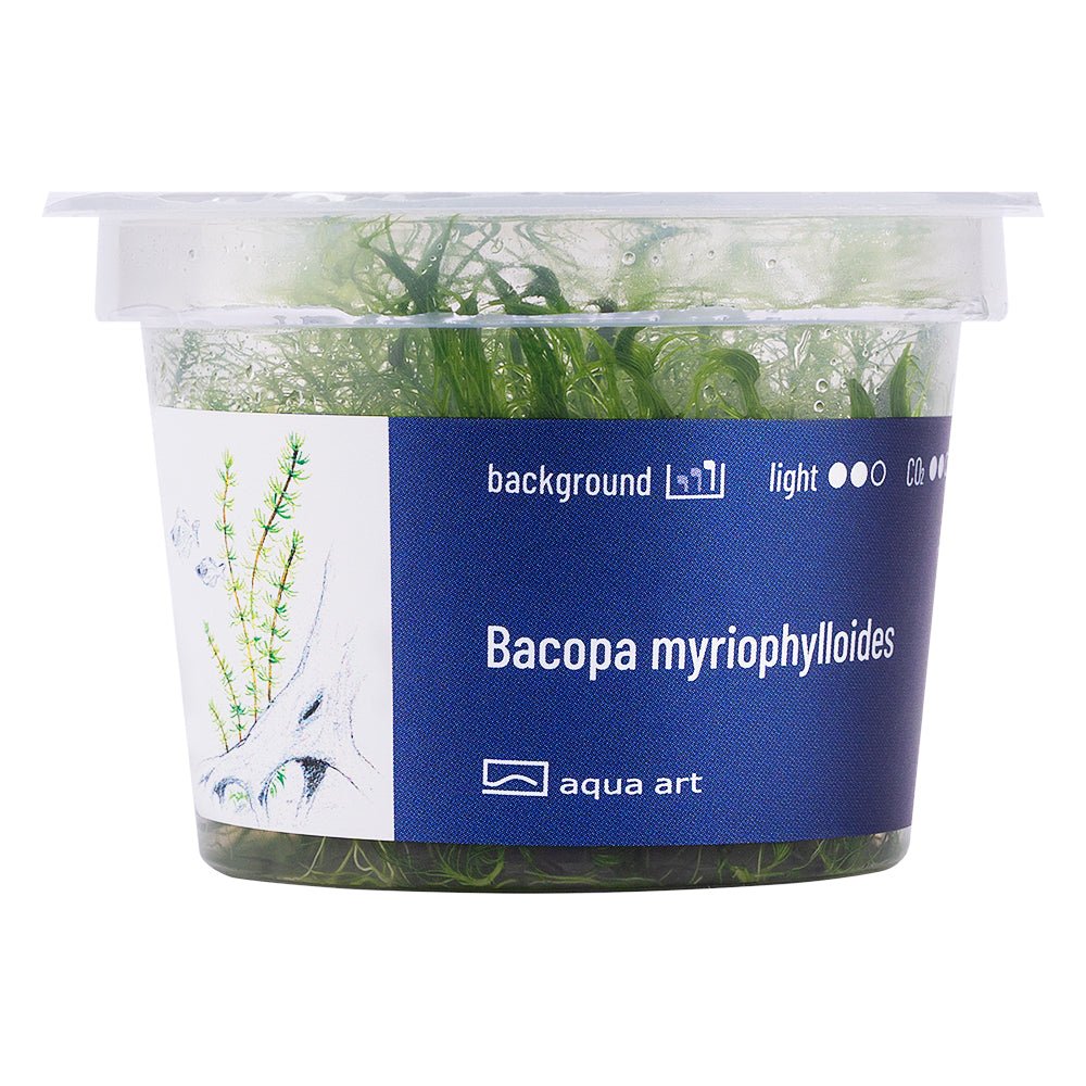 Bacopa myriophylloides - InVitro - GarnelenTv-Shop

Schnell wachsende Bacopa myriophylloides Pflanze im Aquarium

