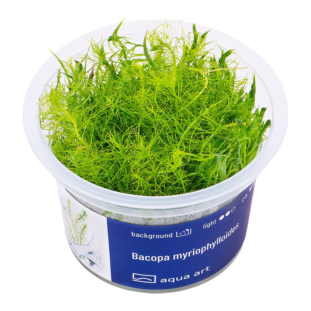 Bacopa myriophylloides - InVitro - GarnelenTv-Shop

Bacopa myriophylloides InVitro im Aquarium
