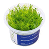 Bacopa myriophylloides - InVitro - GarnelenTv-Shop