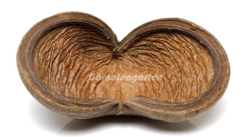Badam Schote - spezielle Deko für Terrarium und Aquarium - GarnelenTv-Shop

Badam Schote – Naturdeko für Aquarium und Terrarium

