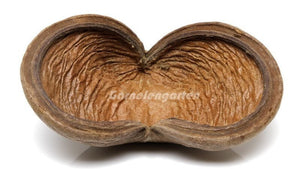 Badam Schote - spezielle Deko für Terrarium und Aquarium - GarnelenTv-Shop

Badam Schote – Naturdeko für Aquarium und Terrarium

