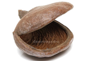 Badam Schote - spezielle Deko für Terrarium und Aquarium - GarnelenTv-Shop