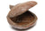 Badam Schote - spezielle Deko für Terrarium und Aquarium - GarnelenTv-Shop

Badam Schote – Naturdeko für Aquarium und Terrarium

