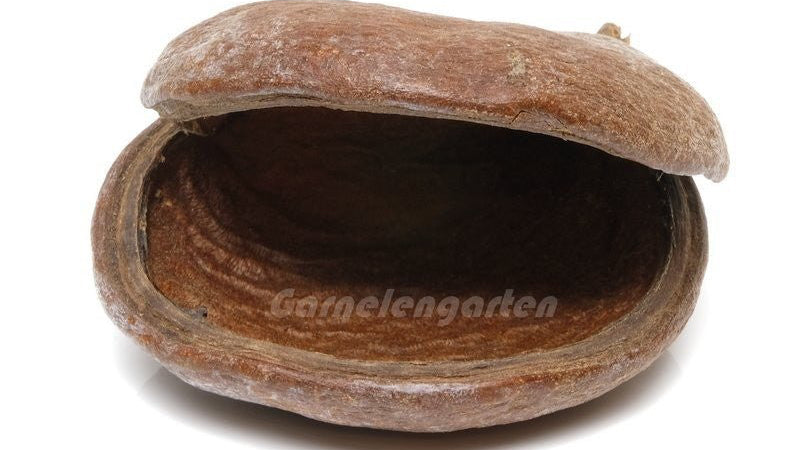 Badam Schote - spezielle Deko für Terrarium und Aquarium - GarnelenTv-Shop