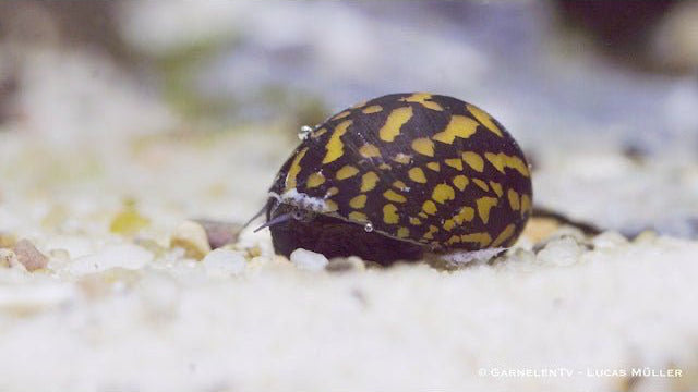 Batik-Rennschnecke – Neritina variegata im Aquarium