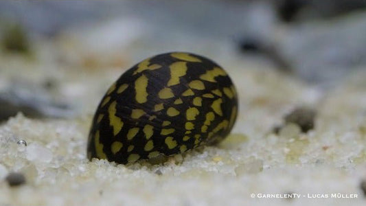 Batik Schnecke Neritina variegata / Tattoo Schnecke