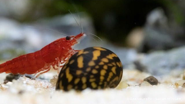 Batik Schnecke - Neritina variegata / Tattoo Schnecke - GarnelenTv-Shop

Batik Schnecke Neritina variegata – Goldgelbes Muster

