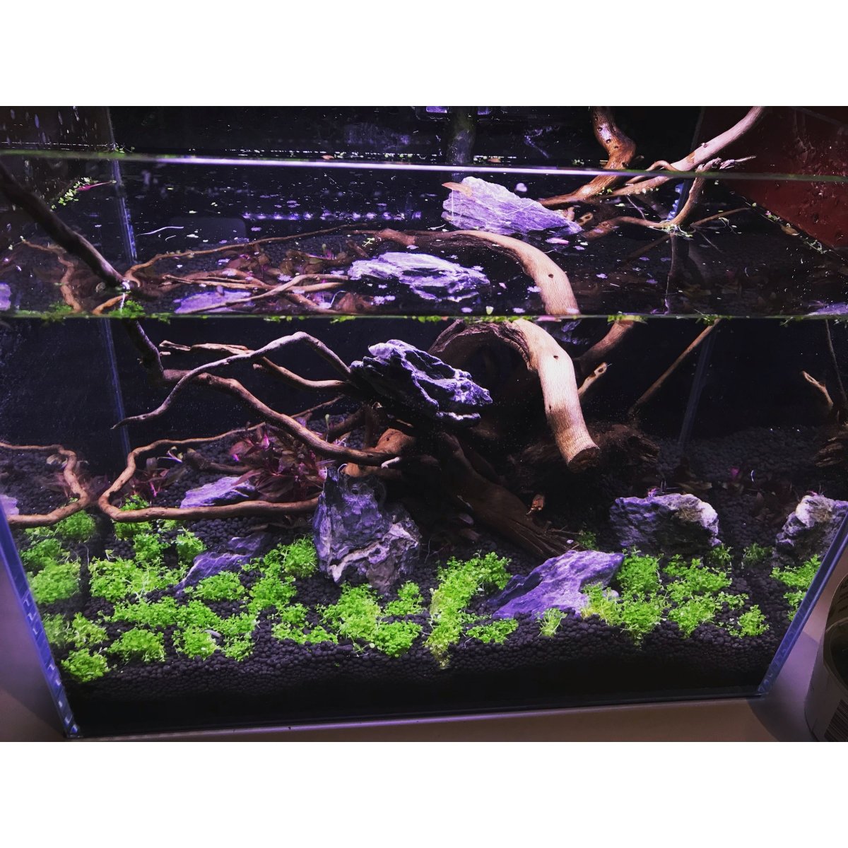 Beratung mit Einrichten - GarnelenTv-Shop

Individuelle Aquarium-Einrichtung mit Pflanzen und Technik


