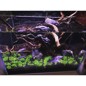 Beratung mit Einrichten - GarnelenTv-Shop

Individuelle Aquarium-Einrichtung mit Pflanzen und Technik

