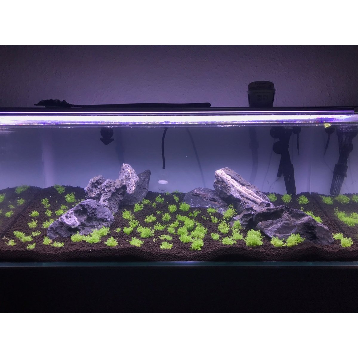 Einrichtung eines Naturaquariums mit Pflanzen und Fischen