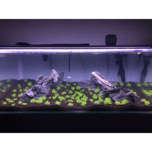 Einrichtung eines Naturaquariums mit Pflanzen und Fischen