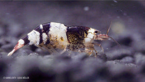 Black Bee / Schwarz-weiße Bienengarnele - caridina logemanni (DNZ) - GarnelenTv-Shop