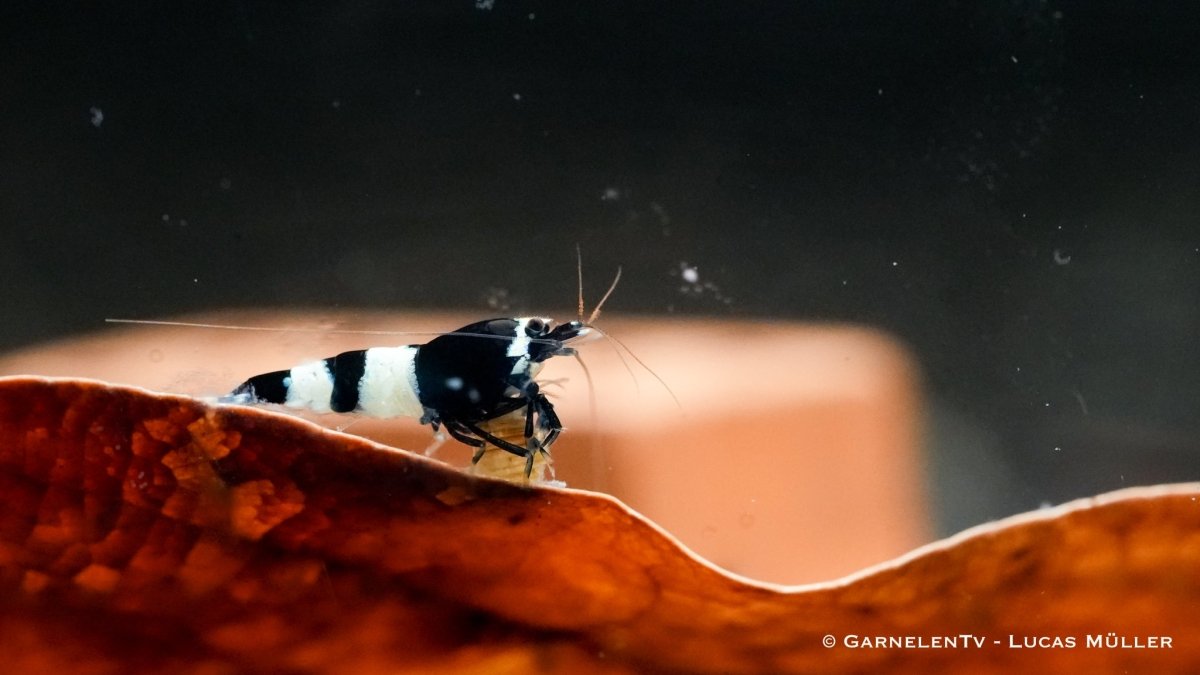 Black Panda Garnele, Caridina spec. "Black Panda" (Taiwan Bee / Shadow Bee) - GarnelenTv-Shop

Black Panda Garnele mit samtiger schwarzer Färbung im Aquarium

