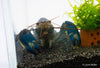 Blau-Rosa Krebs - Cherax pulcher "Cherax pulcher Krebs ""Hoa creek"" real purple" - GarnelenTv-Shop