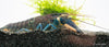 Blau-Rosa Krebs - Cherax pulcher "Cherax pulcher Krebs ""Hoa creek"" real purple" - GarnelenTv-Shop