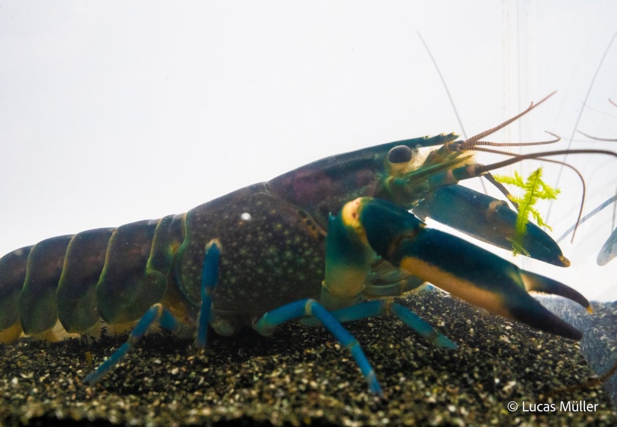 Blau-Rosa Krebs - Cherax pulcher 