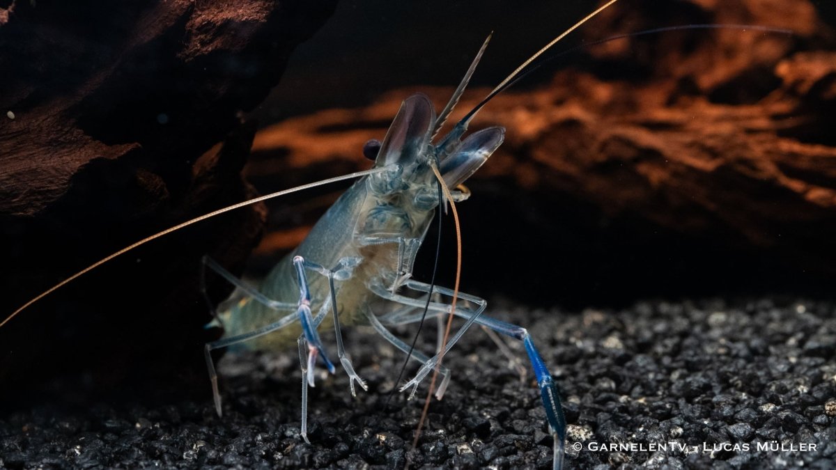 Blaue Ringelhandgarnele - Macrobrachium dayanum var. blau - GarnelenTv-Shop

Aquarium Garnelen Blaufärbung
