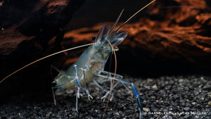 Blaue Ringelhandgarnele - Macrobrachium dayanum var. blau - GarnelenTv-Shop

Aquarium Garnelen Blaufärbung
