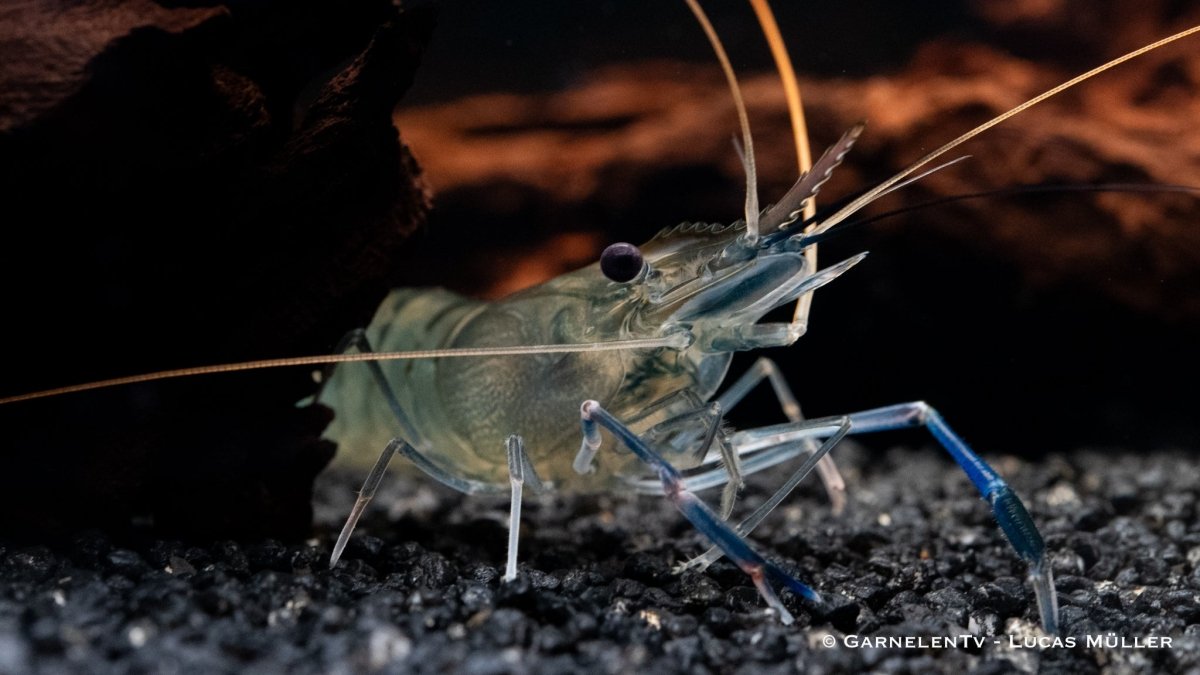 Blaue Ringelhandgarnele - Macrobrachium dayanum var. blau - GarnelenTv-Shop

Lebhafte Blaue Ringelhandgarnele
