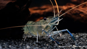 Blaue Ringelhandgarnele - Macrobrachium dayanum var. blau - GarnelenTv-Shop

Lebhafte Blaue Ringelhandgarnele
