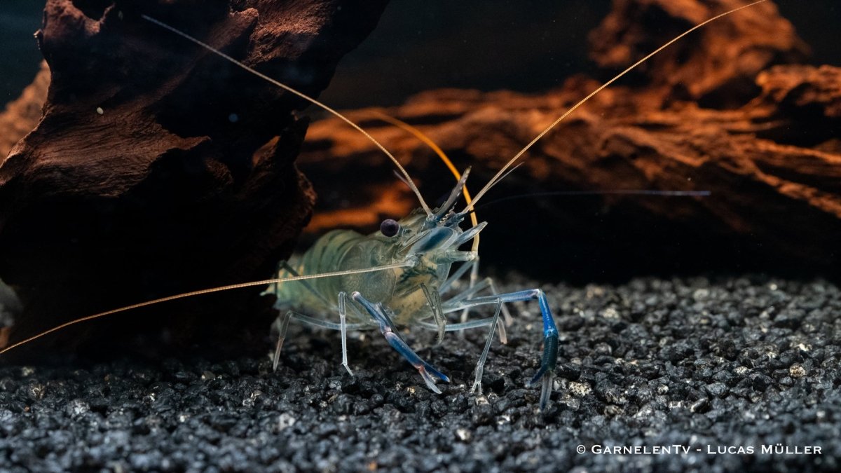 Blaue Ringelhandgarnele - Macrobrachium dayanum var. blau - GarnelenTv-Shop

Blaue Ringelhandgarnele im Aquarium
