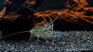 Blaue Ringelhandgarnele - Macrobrachium dayanum var. blau - GarnelenTv-Shop

Blaue Ringelhandgarnele im Aquarium
