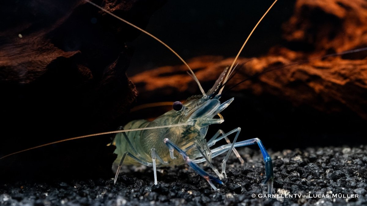 Blaue Ringelhandgarnele - Macrobrachium dayanum var. blau - GarnelenTv-Shop

Macrobrachium rosenbergii Garnelenart
