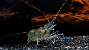 Blaue Ringelhandgarnele - Macrobrachium dayanum var. blau - GarnelenTv-Shop

Macrobrachium rosenbergii Garnelenart
