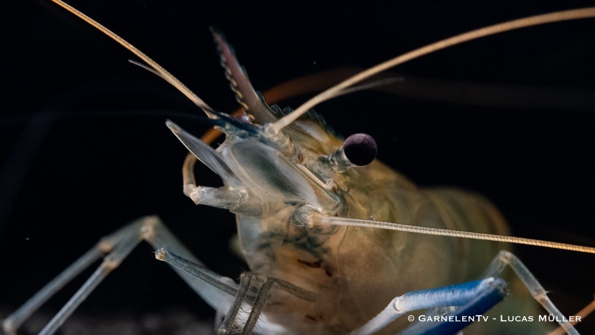 Blaue Ringelhandgarnele - Macrobrachium dayanum var. blau - GarnelenTv-Shop

Blaue Ringelhandgarnele Macrobrachium rosenbergii
