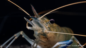 Blaue Ringelhandgarnele - Macrobrachium dayanum var. blau - GarnelenTv-Shop

Blaue Ringelhandgarnele Macrobrachium rosenbergii
