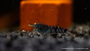 Blaue Tigergarnele OE - Blue Tiger - Caridina mariae (DNZ) Deep blue - GarnelenTv-Shop

Blaue Tigergarnele OE im Aquarium

