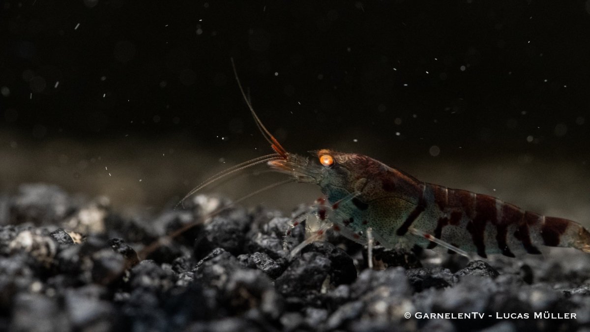 Deep Blue Caridina mariae auf Soil