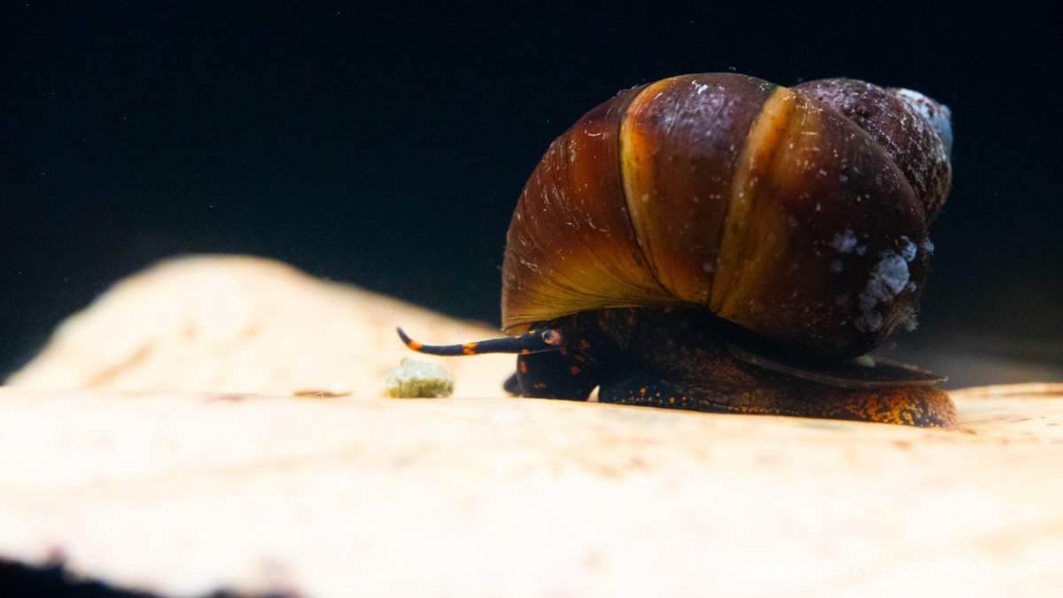 Blue Berry Snail - Notopala sp. - GarnelenTv-Shop

Viviparus spec. in bepflanztem Aquarium
