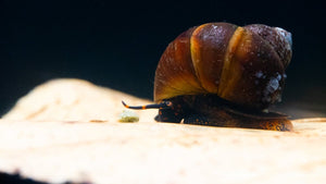 Blue Berry Snail - Notopala sp. - GarnelenTv-Shop

Viviparus spec. in bepflanztem Aquarium
