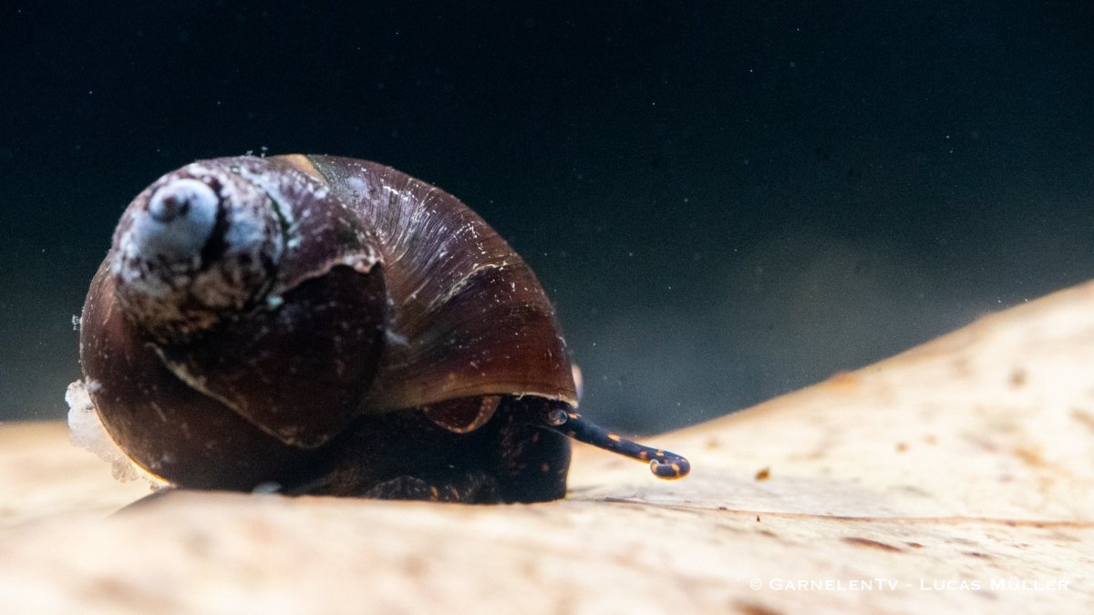 Blue Berry Snail - Notopala sp. - GarnelenTv-Shop