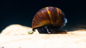 Blue Berry Snail - Notopala sp. - GarnelenTv-Shop

Süßwasserschnecke Blue Berry Snail mit auffälliger Färbung
