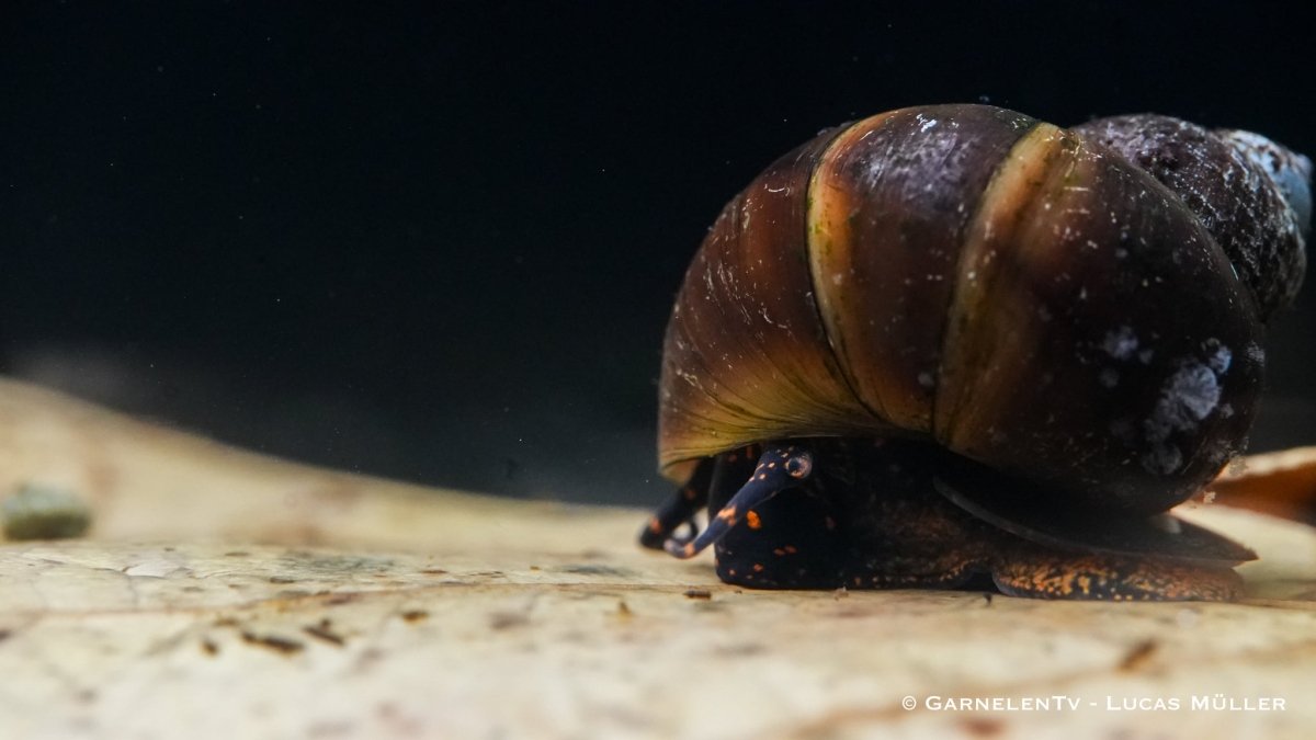 Blue Berry Snail - Notopala sp. / Orangene Sumpfdeckelschnecke - Viviparus spec - GarnelenTv-Shop

Blue Berry Snail Notopala sp. im Aquarium
