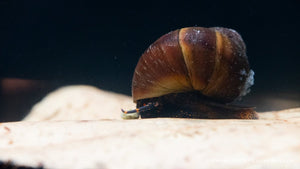 Blue Berry Snail - Notopala sp. - GarnelenTv-Shop

Orangene Sumpfdeckelschnecke beim Gründeln im Becken
