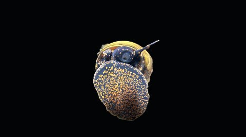 Blue Berry Snail - Notopala sp. / Orangene Sumpfdeckelschnecke - Viviparus spec - GarnelenTv-Shop

Blue Berry Snail Notopala sp. im Aquarium
