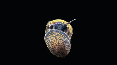 Blue Berry Snail - Notopala sp. / Orangene Sumpfdeckelschnecke -  Viviparus spec