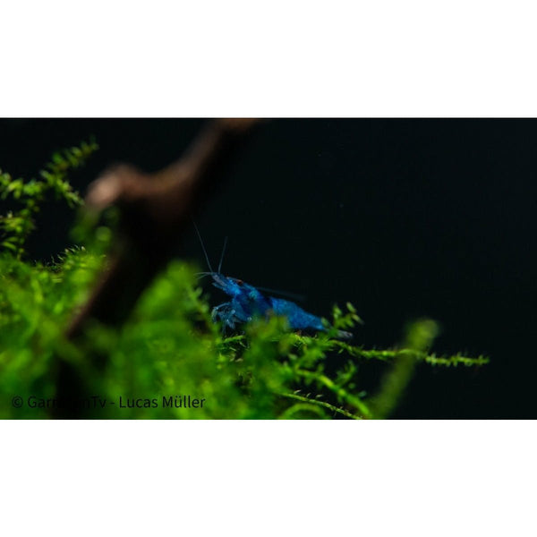 Blue Dream Garnele - Blue Velvet Garnele - Neocaridina davidi (DNZ) - GarnelenTv-Shop